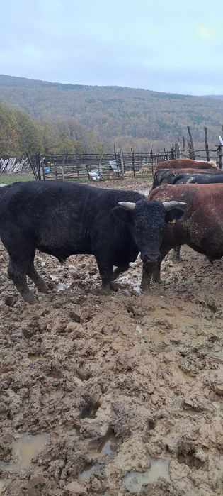 Продадени са животните