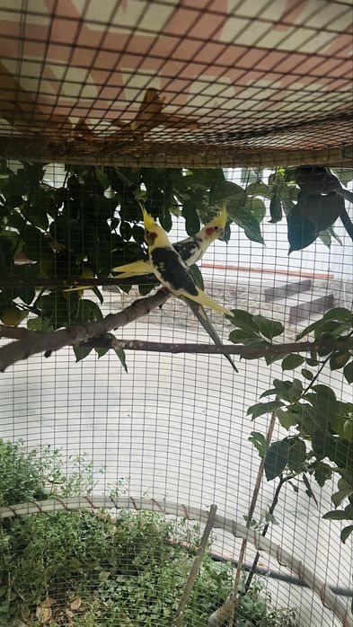Karella  srochniy + Kletka + dublonka tuxum qoygan