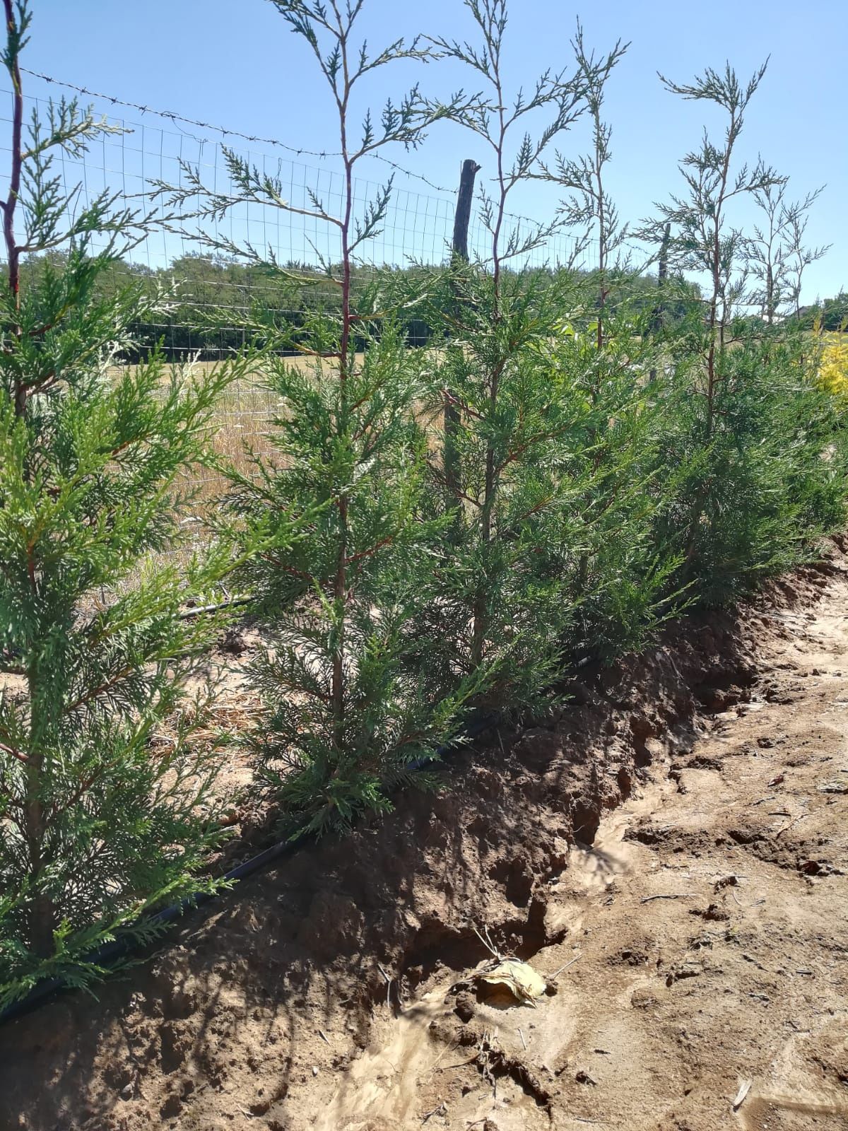 Chiparos Leylandii