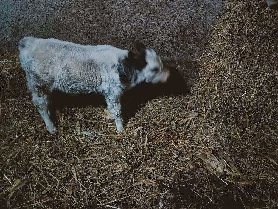 Vand o vitea belgiana