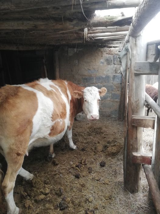 Меняю корову  на жигули