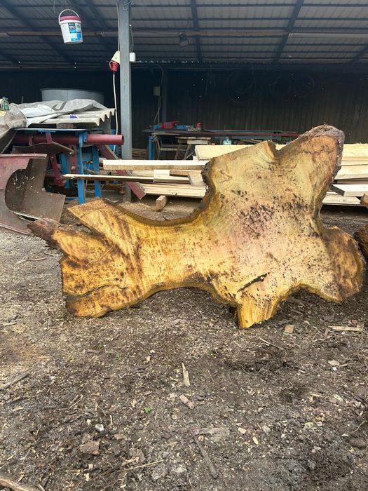 Blaturi din rădăcină de nuc.