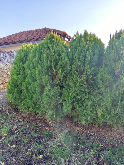 5 туи Смарагд (живи дървета) около 2 м – здрави и гъсти