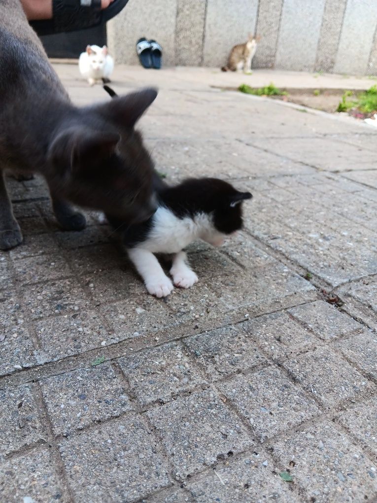 Подарявам малки котенца