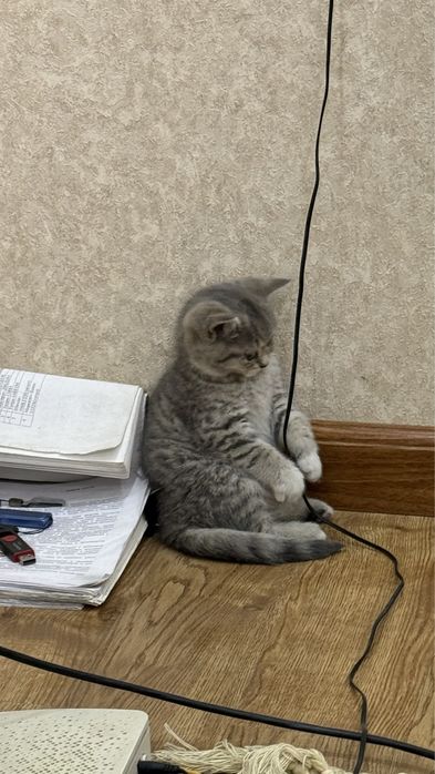 Шотландский страйт котятки