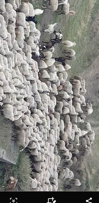 De vânzare  500 oi.