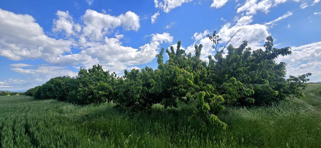 Продава се Земеделски имот в с. Говедаре, Област Пазарджик -  кв.м за 0 €/дка - Снимка #6