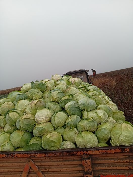 Vând varză de Buzău