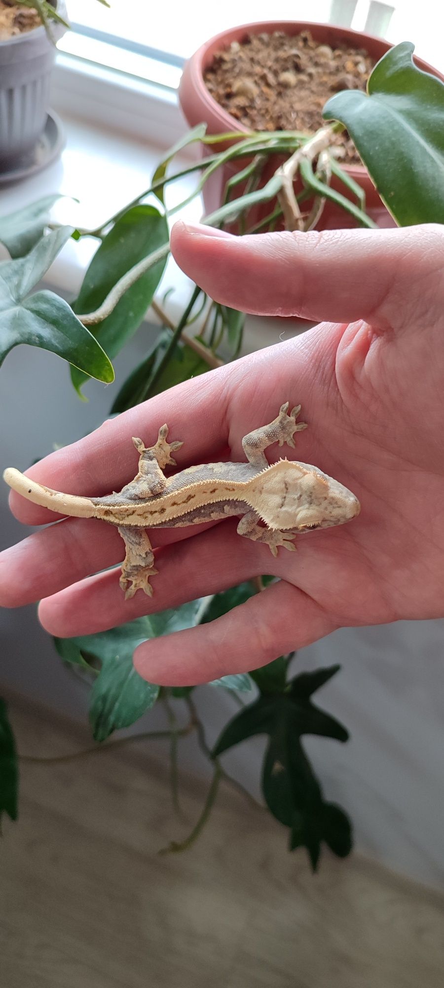 Цилиатус / Ресничестият Бананояден Гекон / Correlophus ciliatus
