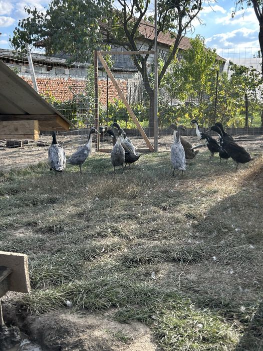 De vanzare rate alergatoare indiene