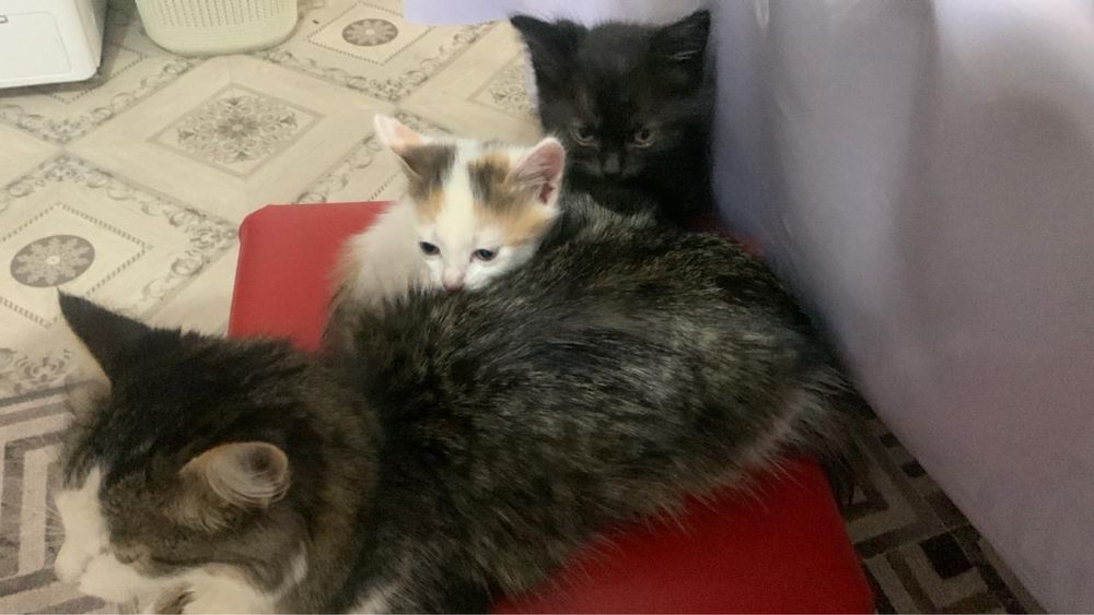 Котята бесплатно в добрые руки