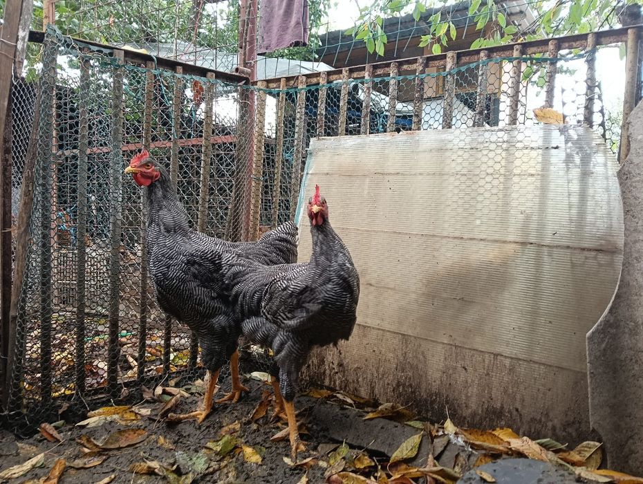 Cocoși tineri din rasa Plymouth rock barat