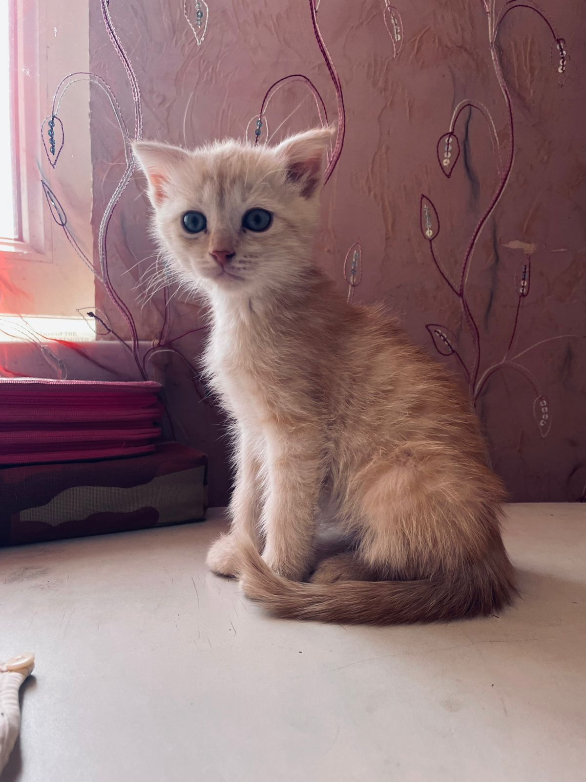 Шотланские вислоухий котенок