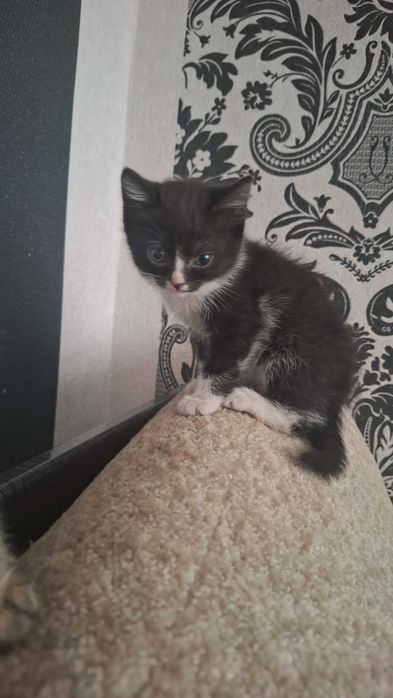 Отдам котят , бесплатно