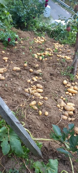 Картофи за консумация