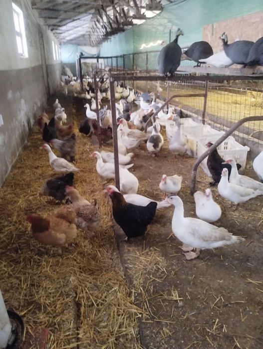 Vând rațe mute albe