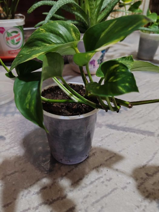 Цветы домашние, растения