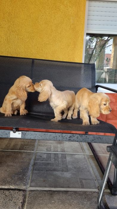 Кучета кокер шпаньол