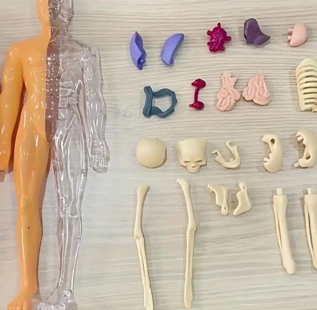 Corpul uman 3D Model Anatomic Organe și schelet Educativ copii