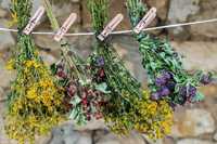 Полынь - Травы и цветы лекарственные, пучковые, сушенные