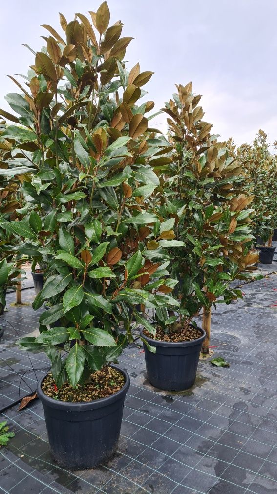 Magnolia grandiflora mai multe dimensiuni