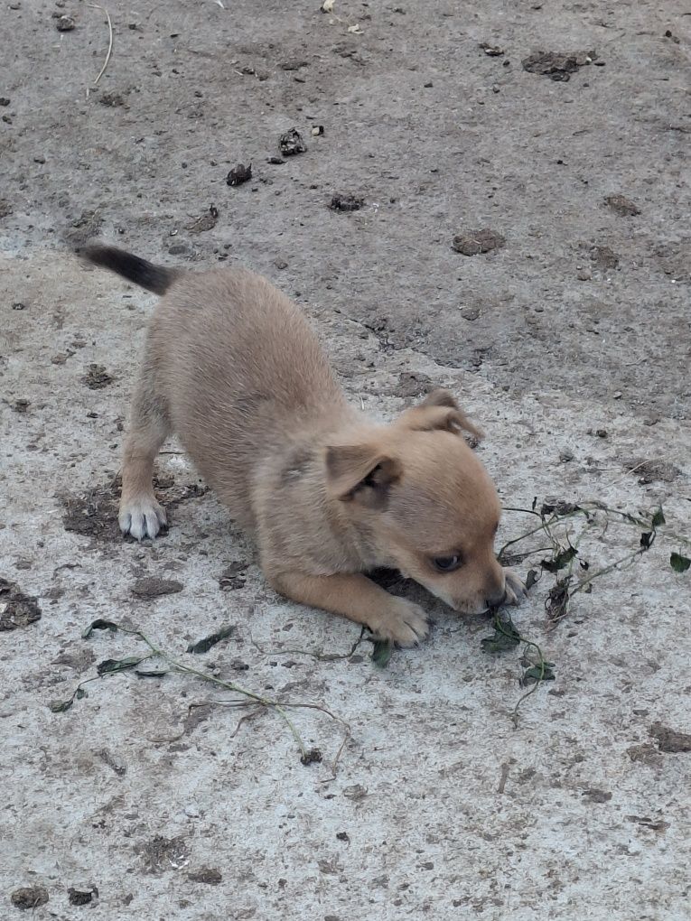 DONEZ cățel de talie mică