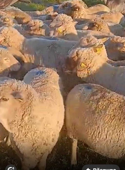 Oi  merinos de vanzare