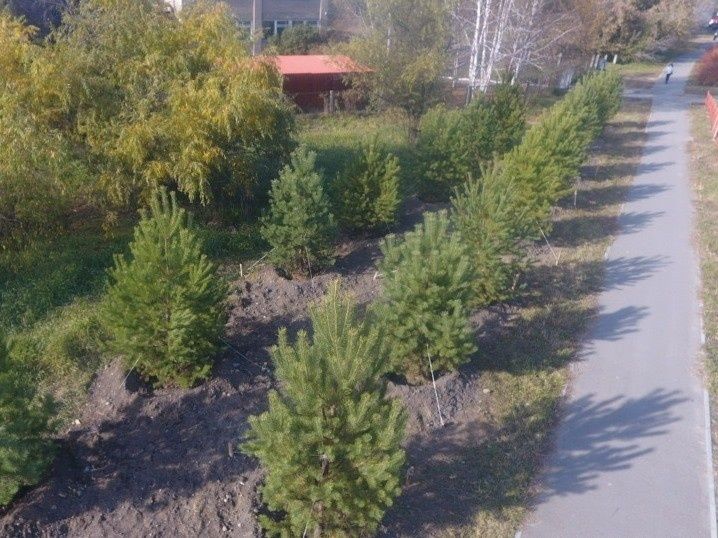 Ель саженцы акция