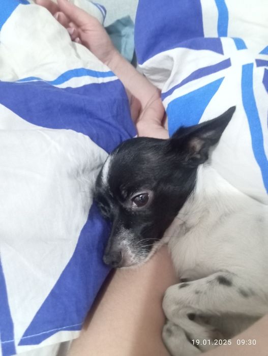 Пропала собака в районе Химпаселок.  Просьба вернуть за вознаграждение