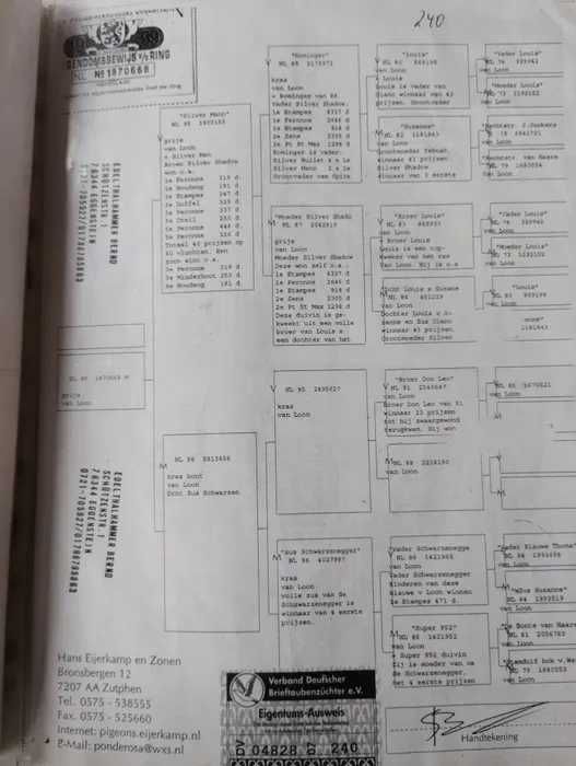 Porumbei voiajori cu pedigree de vanzare