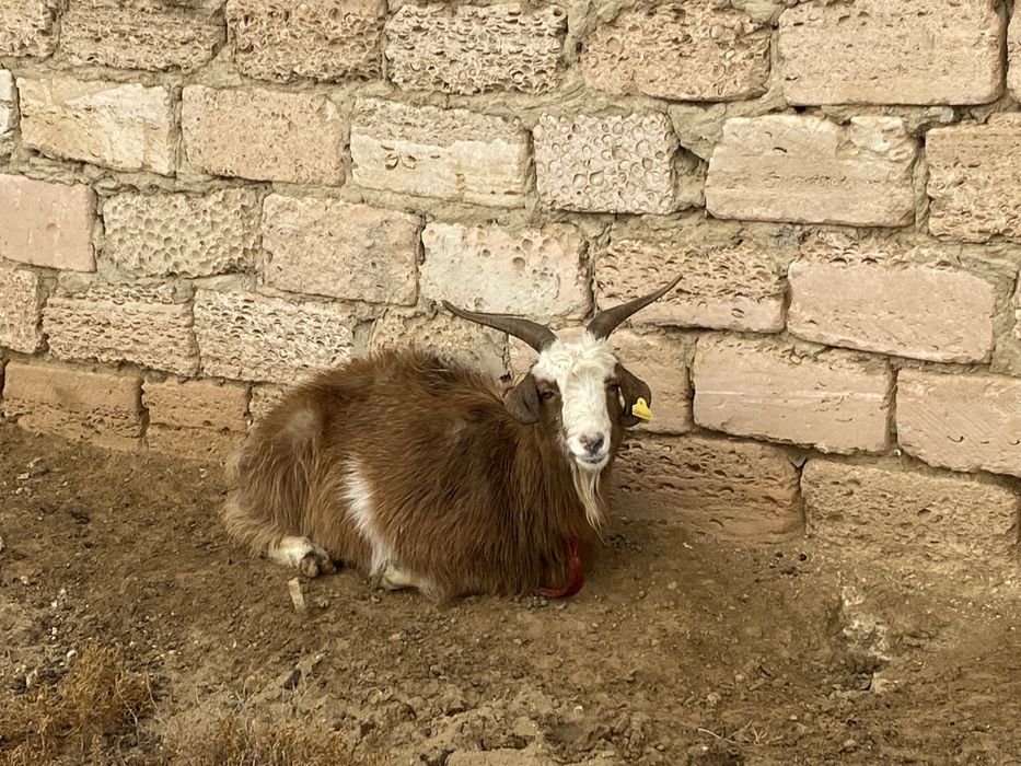 Ешкы сатылады ешкы