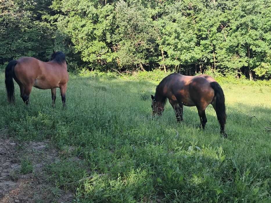 Vand iapa si manza  , nu fac cadou