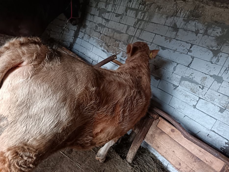 Vând vițel  Angus,undeva la 300 de kilograme