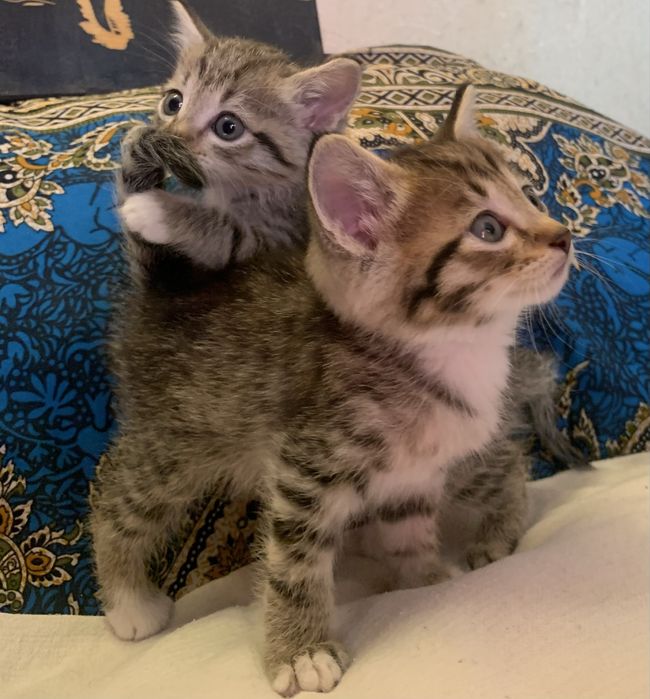 Отдам котят в хорошие руки!
