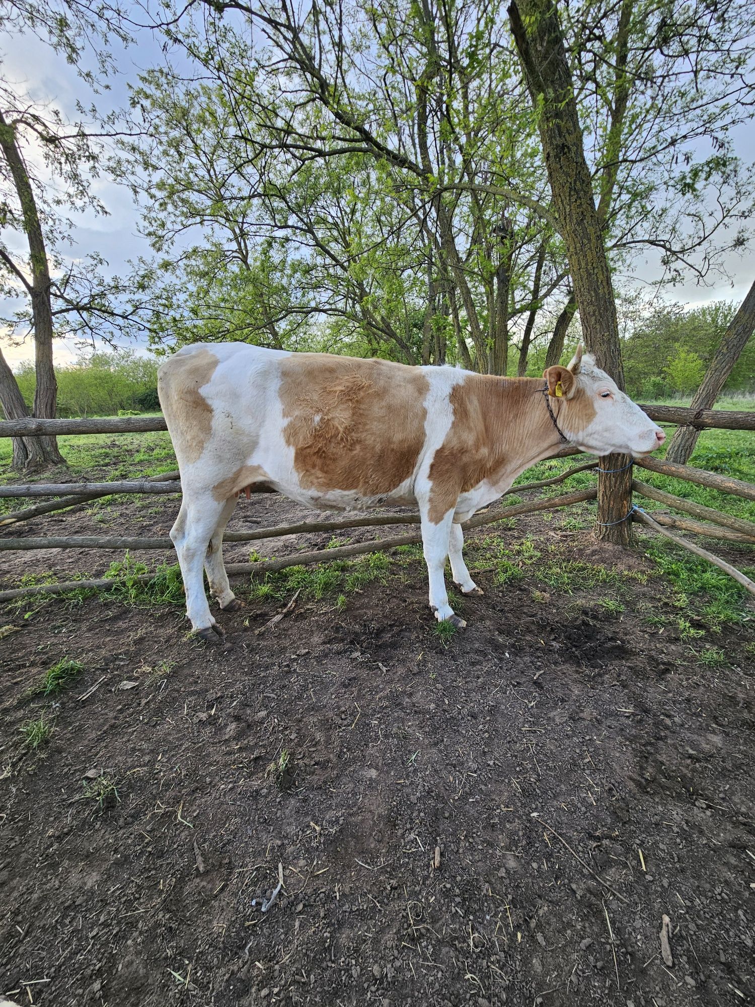 De vanzare  vaca  de tinut sau abator