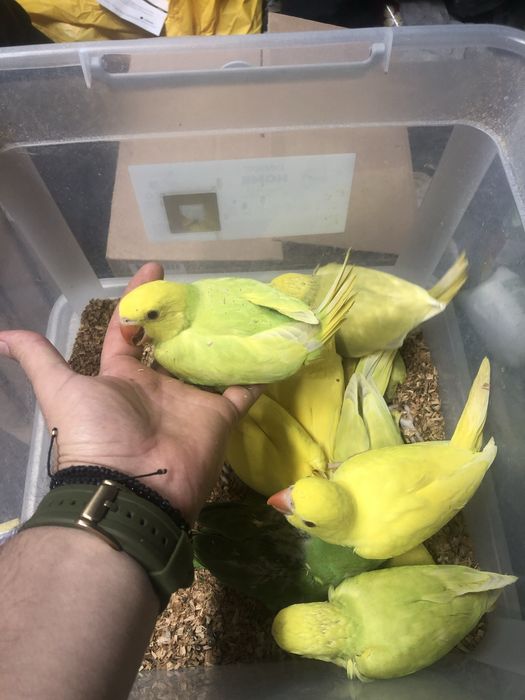 Pui papagali micul alexandru alexander