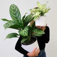 Аглаонема - экзотическое декоративное растение