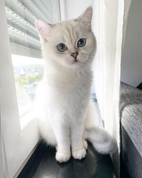 Шиншилла поинт ! Британский котенок в дорргом окрасе