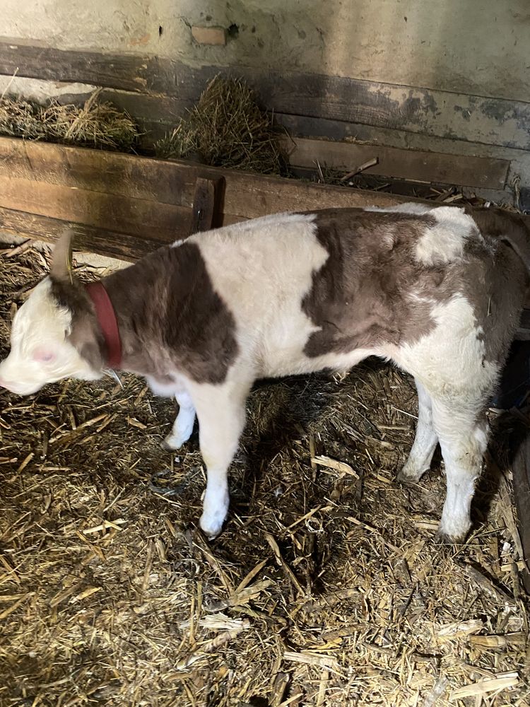 Vițel de carne , metis albastru belgian