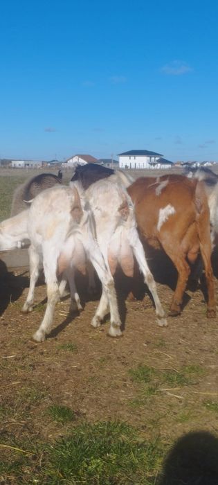 Vând capre  și un țap