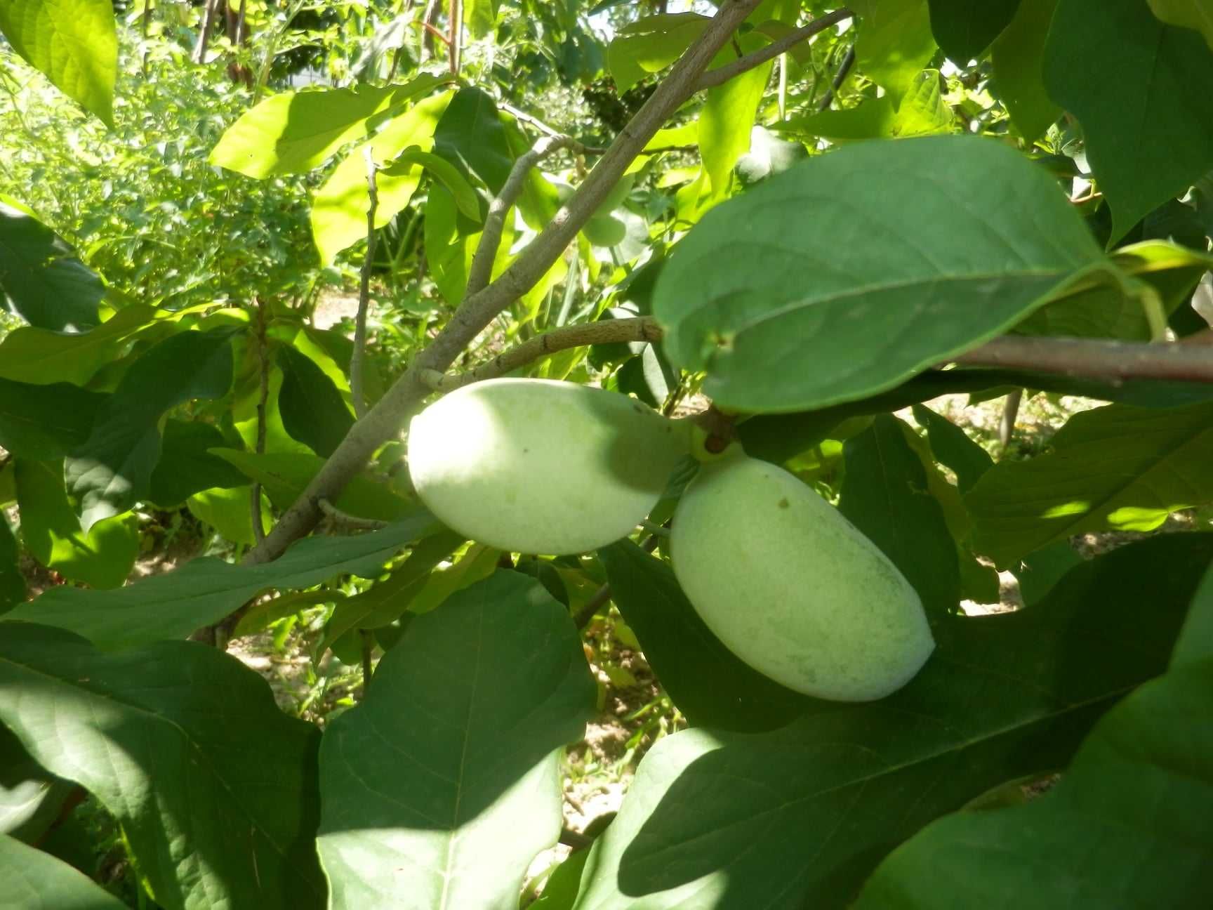 Asimina triloba, Асимина, Пау-пау, Индиански банан