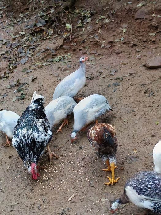 Disponibili bibilici masculi