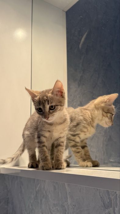 Котенок. Мушукча. девочка