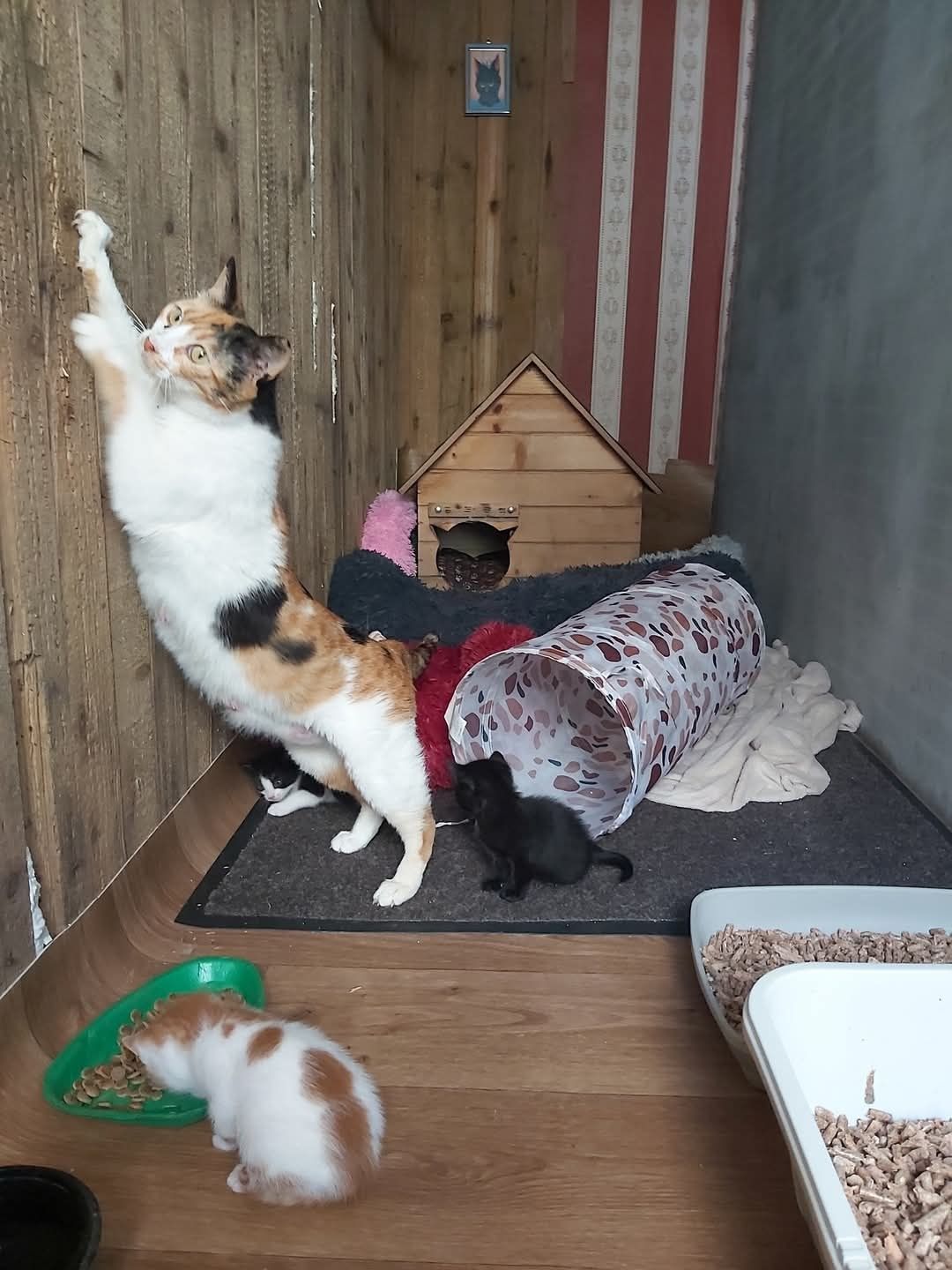 Подарявам котета