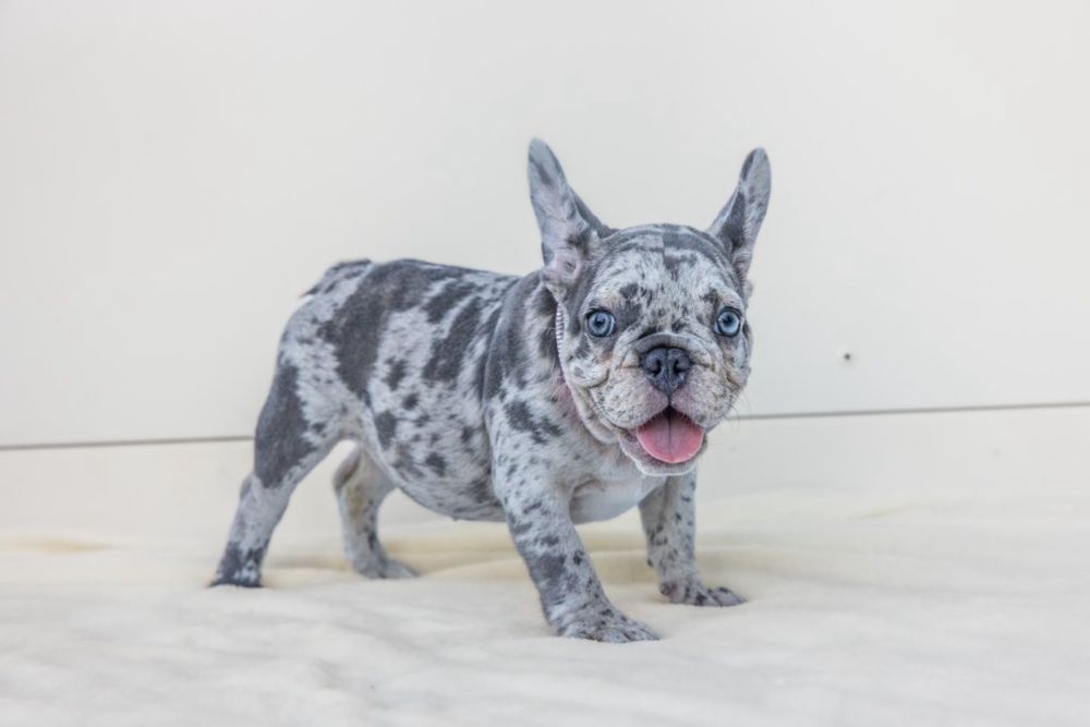Bulldog Francez Luxurious Frenchie House