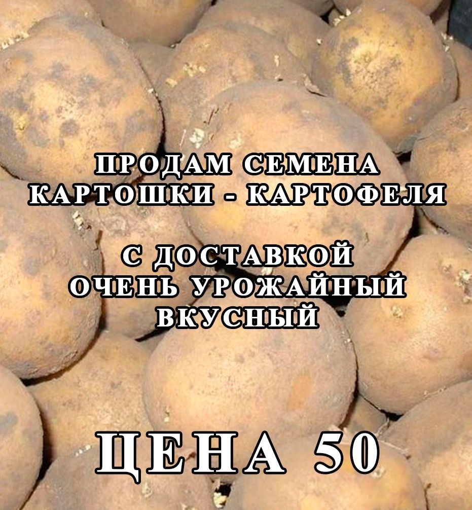 Продам семена картошки