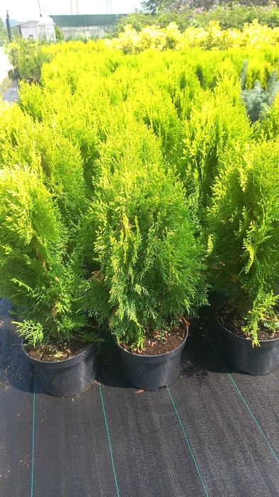 Plante ornamentale, trandafiri și pomi fructiferi – Prețuri accesibile