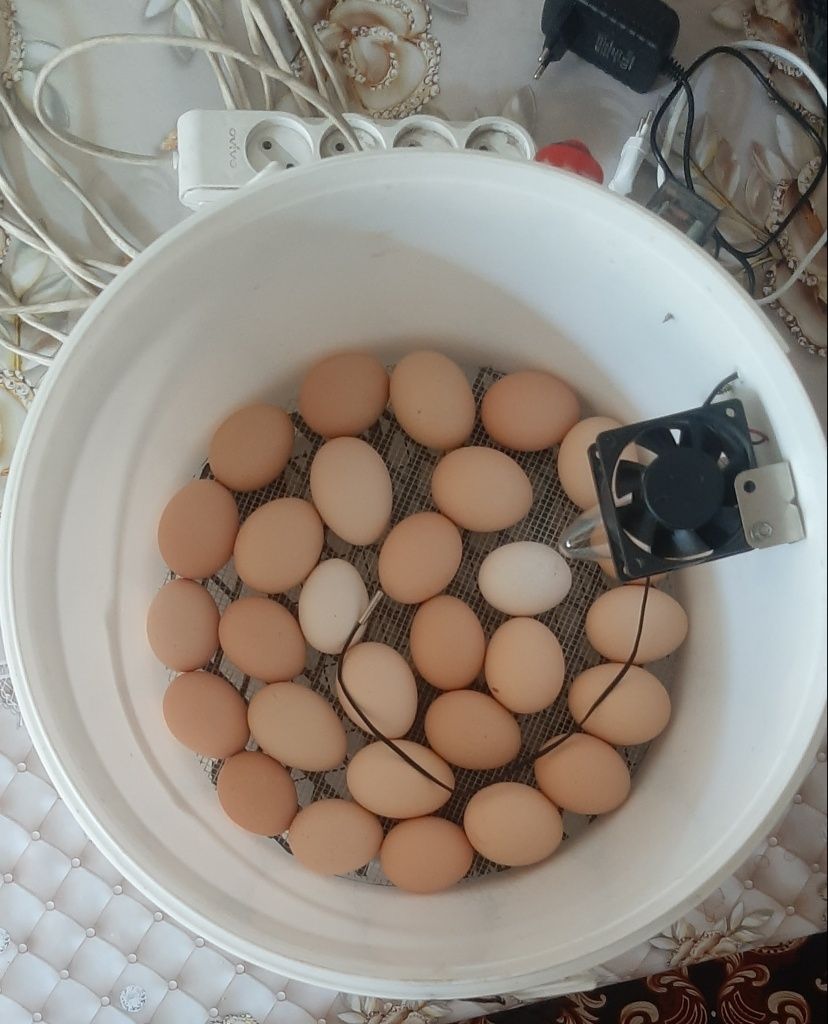 Inkubator 30talik tovuq va 60talik bedana tuxumlari uchun
