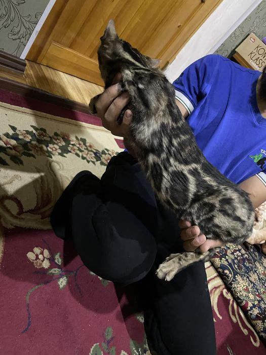 Бенгал тозза кон