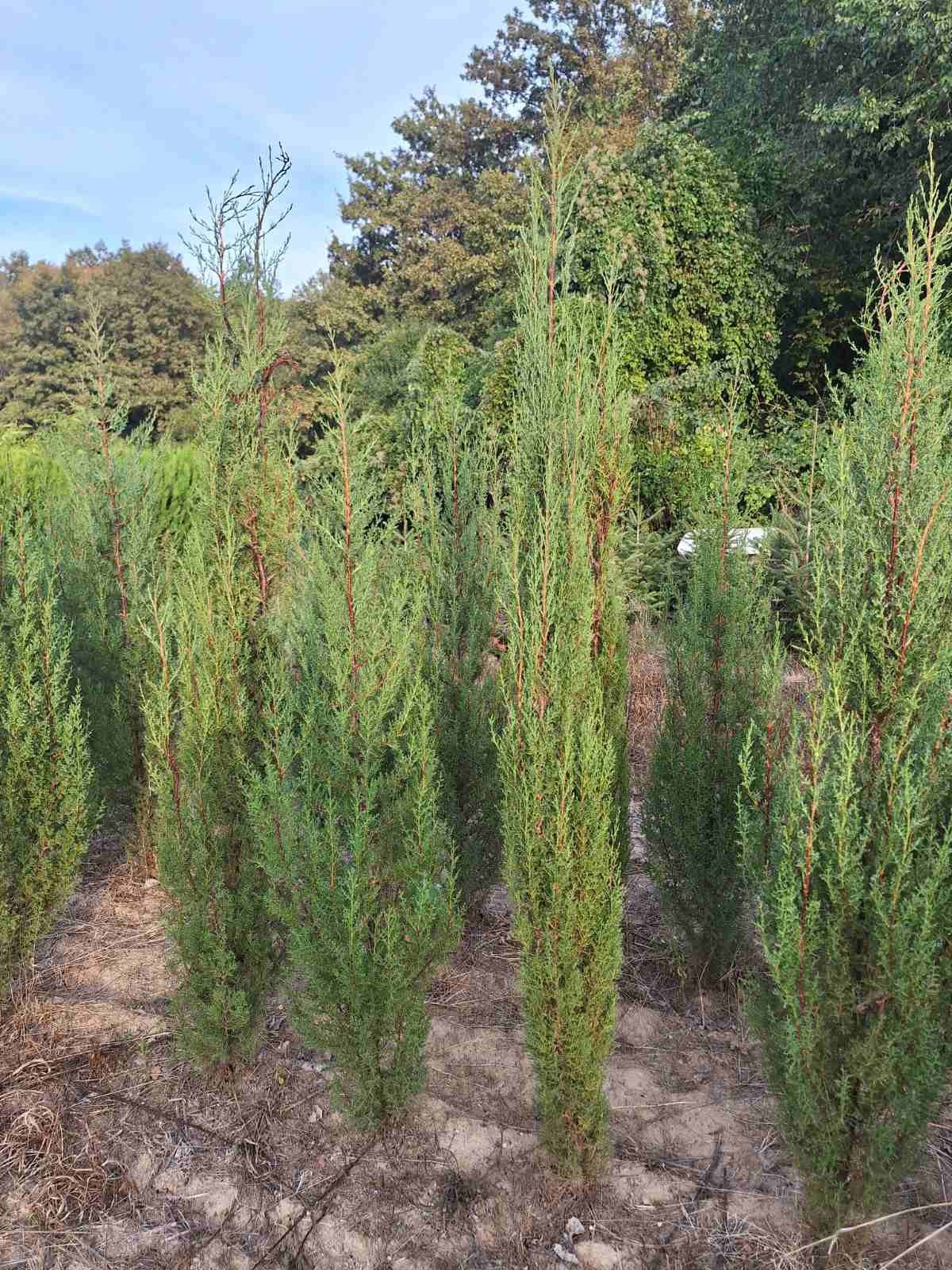 Кипарис / Cupressus sempervirens